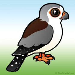Meet the Cute African Pygmy Falcon by Birdorable