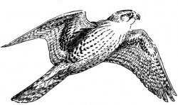 Falcon clipart black and white hobbiesxstyle - ClipartPost