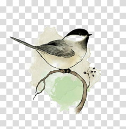 Blackcapped Chickadee transparent background PNG cliparts ...