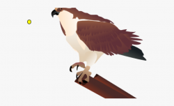Osprey Clipart Chicken Hawk - Osprey Clip Art, Cliparts ...