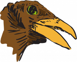 Bird Head Beak Brown Wildlife transparent image | Bird | Pinterest ...