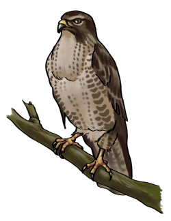 28+ Collection of Hawk Clipart Transparent | High quality, free ...