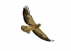 Hawk clipart free images 3 image - Cliparting.com