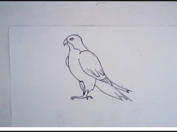 How to draw a falcon (simple drawing)