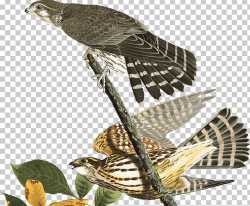 Finch Hawk Dribbble Buzzard Falcon PNG, Clipart, Animal ...