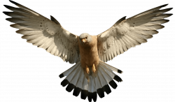 Falcon Flying transparent PNG - StickPNG