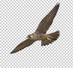 Peregrine Falcon PNG, Clipart, Accipitriformes, Beak, Bird ...