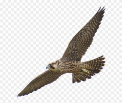 Falcon Clipart Harrier - Falcon Quotes - Png Download ...
