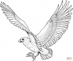 Falcon clipart red tailed hawk pencil and inlor falcon ...