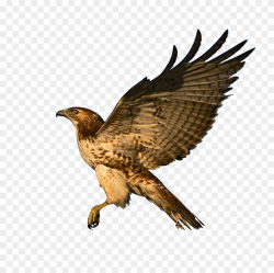 Red Tailed Hawk Clipart Falcon - Png Download (#2393401 ...