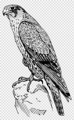Peregrine falcon Coloring book Drawing Bird, Hawk ...