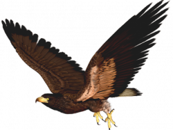 19 Hawk clipart HUGE FREEBIE! Download for PowerPoint presentations ...