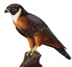 Falcon High Quality PNG | Web Icons PNG