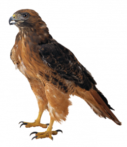 4+ Types of Falcons Species with Pictures | Pinterest | Falcons and ...