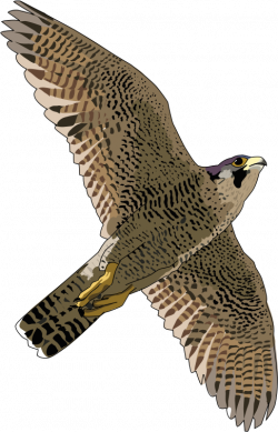 Clipart - faucon pelerin - falcon peregrine
