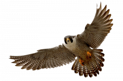 Falcon clip art tumundografico 4 wikiclipart - Clipartix