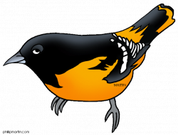 28+ Collection of Oriole Bird Clipart | High quality, free cliparts ...