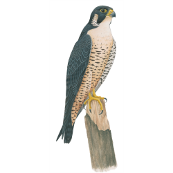 Peregrine Falcon PNG HD | PNG Mart
