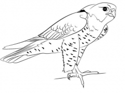 Free Peregrine Falcon Clipart, Download Free Clip Art on ...