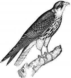 Peregrine falcon clipart clipartfest - WikiClipArt