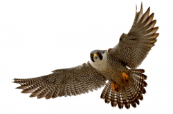 Peregrine falcon clipart 6 » Clipart Station