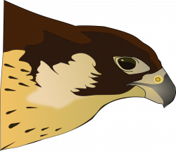 Clipart - Halcón-Hawk