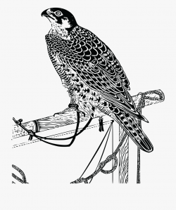 Image - Falcon Line Drawing Realistic, Cliparts & Cartoons ...