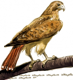 Falcon clipart red tailed hawk pencil and inlor falcon 2 ...