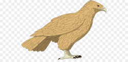 Eagle Bird png download - 600*424 - Free Transparent Hawk ...