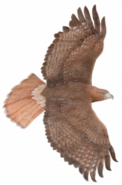 28+ Collection of Red Tailed Hawk Flying Drawing | High quality ...