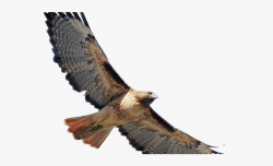 Coopers Hawk Clipart Flying - Red Tailed Hawk Png, Cliparts ...