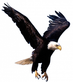 Bald Eagle Desktop Wallpaper Clip art - saladin eagle 840*952 ...