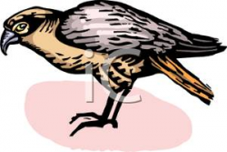 A Small Falcon Standing - Royalty Free Clipart Picture