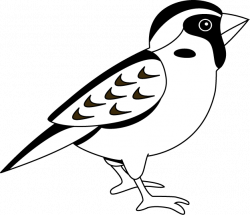 28+ Collection of Sparrow Clipart | High quality, free cliparts ...
