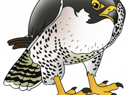 19 Falcon clipart HUGE FREEBIE! Download for PowerPoint ...