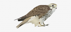 Prairie Falcon Clipart Transparent - Svg Falcon - Free ...