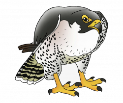 Atlanta Falcons Clipart Falcon Transparent Png - AZPng