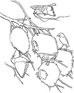 Village Weaver Bird coloring page | Free Printable Coloring ...