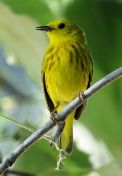 Yellow Warbler Photos - Smithsonian Migratory Bird Center