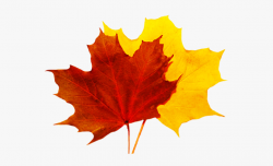 Autumn Leaves Clipart 5 Leave - Fall Leaf No Background ...