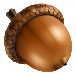 Acorn PNG Clipart Image | Ősz/Fall | Pinterest | Clipart images and Free