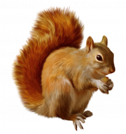 Squirrel PNG | Animal PNG | Pinterest | Squirrel