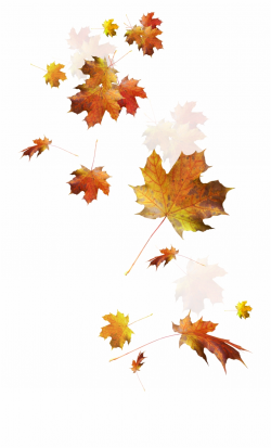 Autumn Color Leaves Leaf Falling Download Hd Png Clipart ...