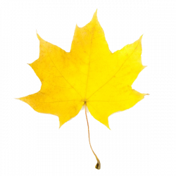 Yellow Leaf Fall Clipart