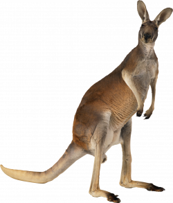 Kangaroo PNG images free download