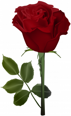 Rose PNG Red Transparent Clip Art Image | Gallery Yopriceville ...