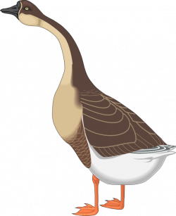 28+ Collection of Goose Clipart Transparent | High quality, free ...