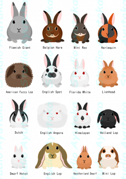 rabbit breeds chart – Studio Ayutaka Store | animal clipart | Pinterest