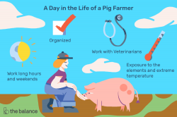 Pig Farmer Job Description: Salary, Skills, & More
