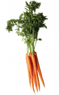 Carrot Four | Isolated Stock Photo by noBACKS.com